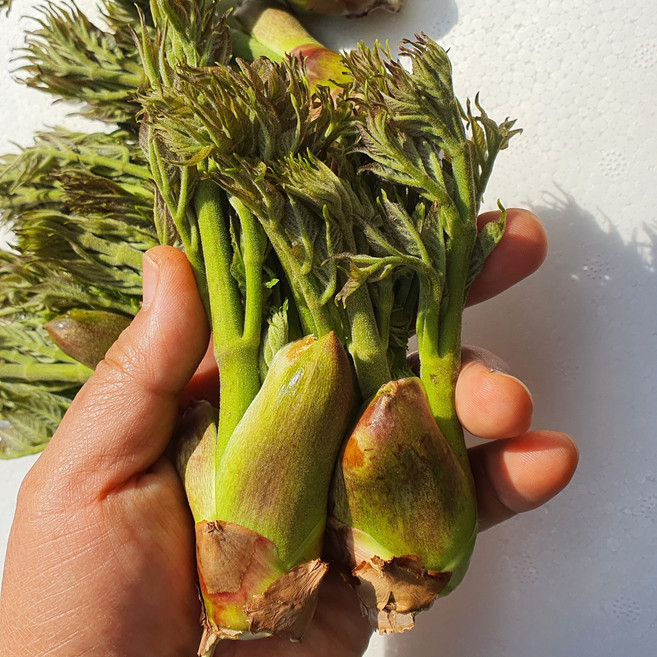 [부자밥상] 참두릅 국내산 두릅 농장직송, 1kg, 1개, 참두릅 중소품