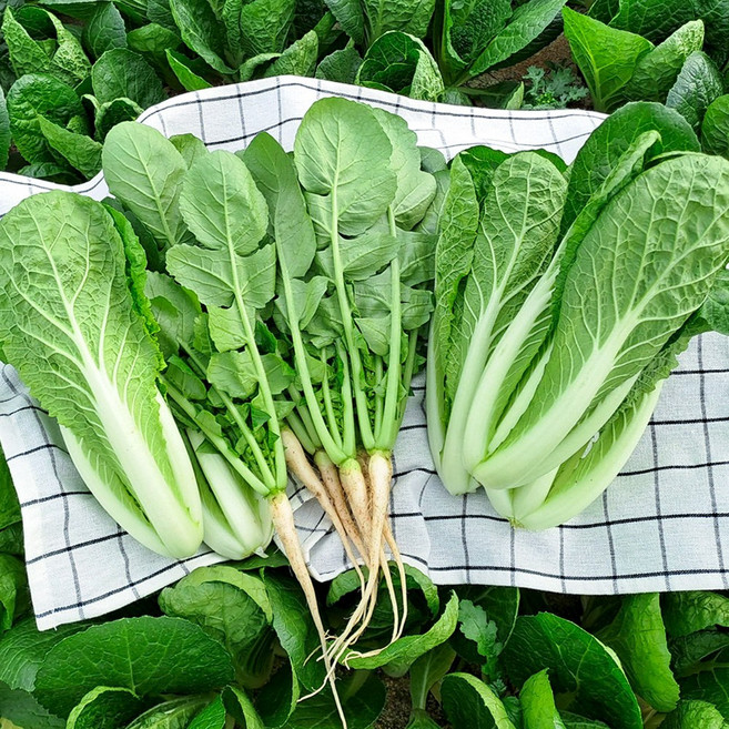 포천 채소한 어린열무 얼갈이, 1개, 어린열무2kg+얼갈이2kg