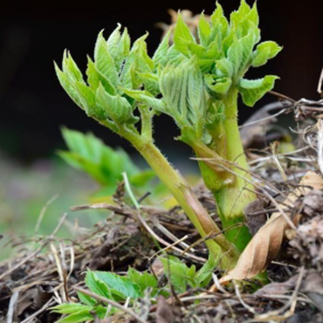 [한정초특가] 산지직송 당일수확 제철 봄나물 땅두릅, 1박스, 1kg