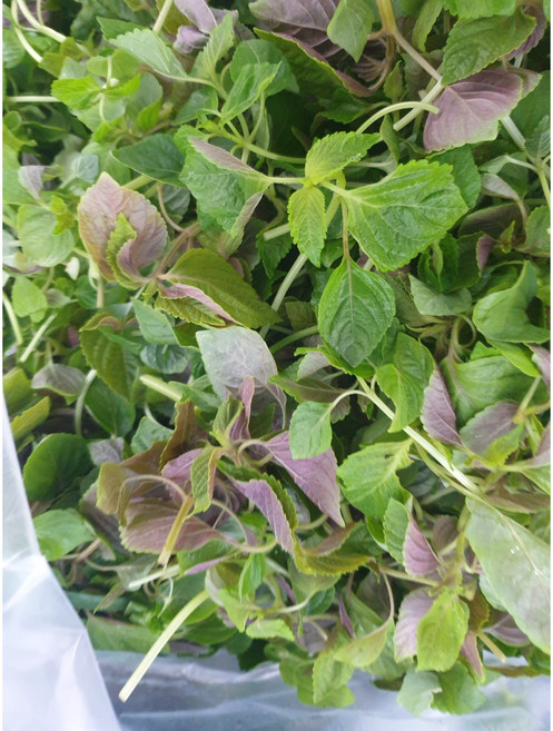 깻잎순 1kg 깨순나물 깻순나물 깻순 어린깻잎, 1개