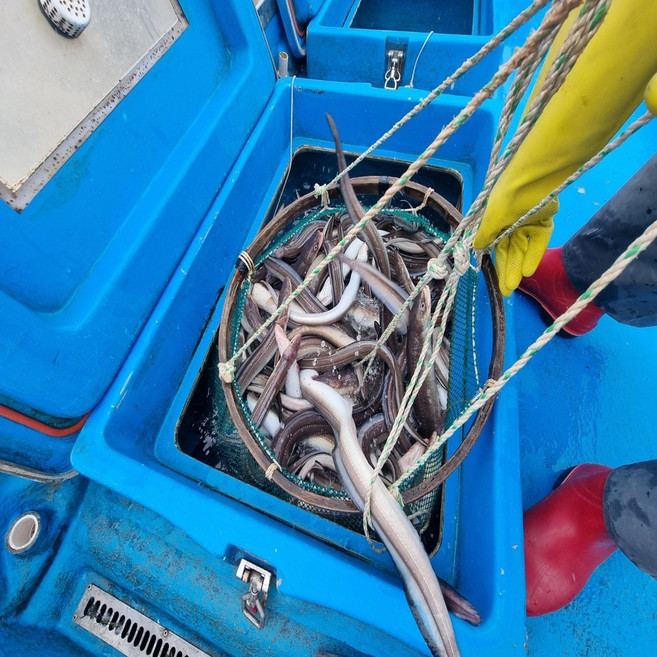 산지직송 통영 손질 신선 바다장어 대사이즈 (소스포함), 1박스, 5kg