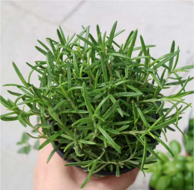C_허브식물모음 향기나는 식물 식용 허브 모종, 8.로즈마리, 1개