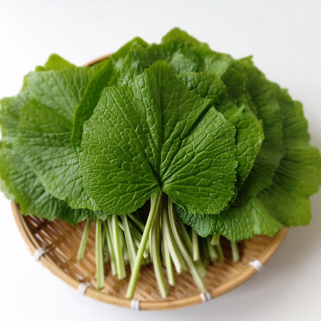 강원도 국산 생 고추냉이잎 와사비잎 쌈채소, 1kg, 1박스