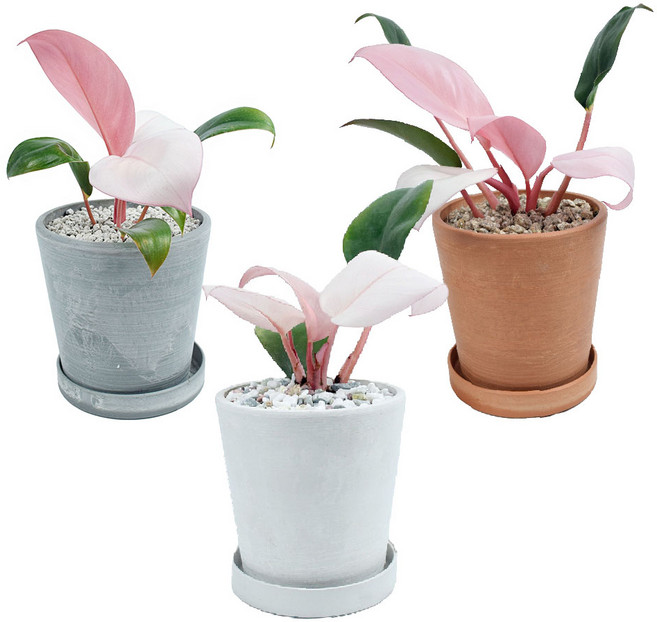 서비내 핑크 콩고 Pink Congo 완제품 인테리어 플렌테리어 강화플라스틱 화분, 화이트, 1개, 화이트