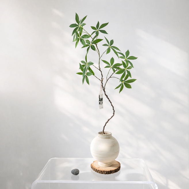 하이오브제 생화같은 파키라 나무 조화 화분 집들이 선물, 1개, 파키라 볼륨형