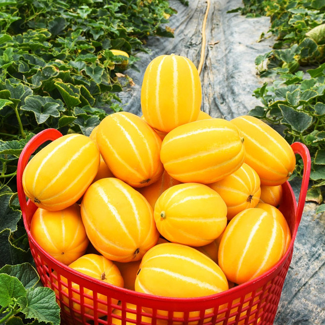 효담농산 산지직송 알뜰 성주 꿀참외 실중량, 5kg(랜덤과), 1개