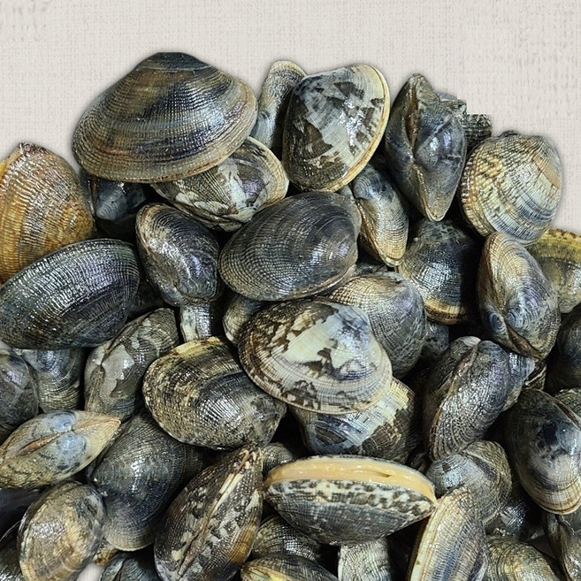 서해안 태안 안면도 갯벌 참 바지락, 1개, 1kg