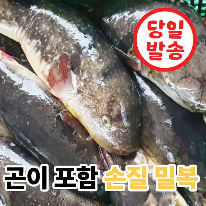 [새벽경매] 국내산 손질 밀복 복어, 1세트, 2kg