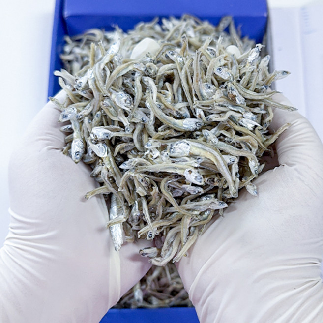 남해 며르치 죽방 자멸(가이리멸치), 1개, 100g