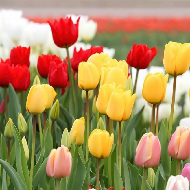 [풀떼기] 튤립 저온처리 구근 혼합 20개