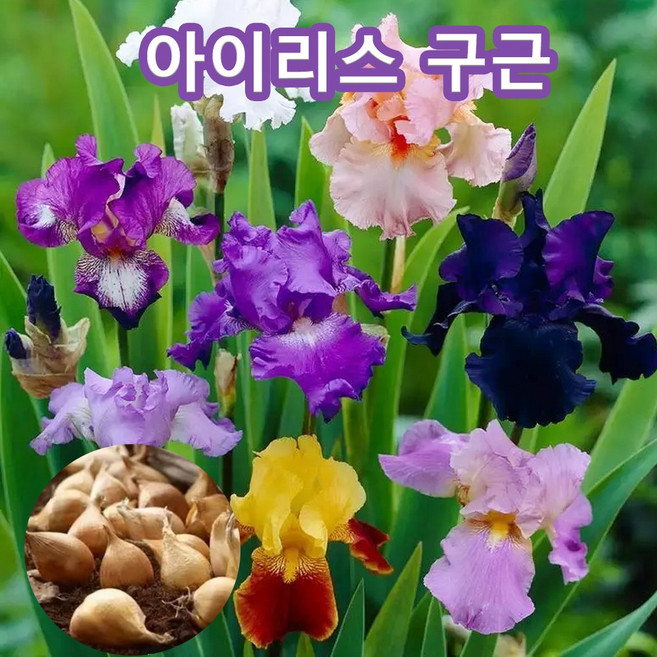 이리스 구근 수입구근 혼합, 10개