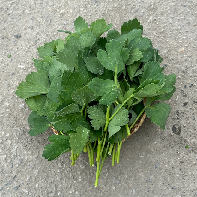 대아프레시 야채 아저씨네 국내산 산지직송 향긋한 입맛 살리는 방풍나물 300g 500g 1kg 2kg 4kg, 1박스