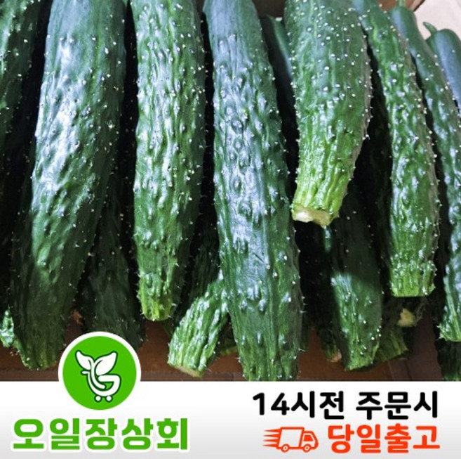 국내산 가시오이 못난이오이 업소용 C품 10kg내외, 1개