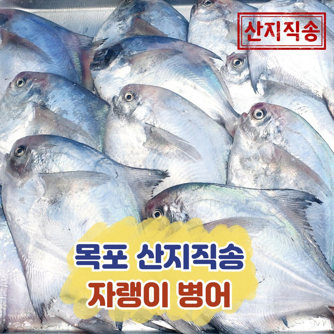 국산 자랭이 병어 목포 산지직송(14~20미), 1개, 2kg(횟감손질 20마리 내)