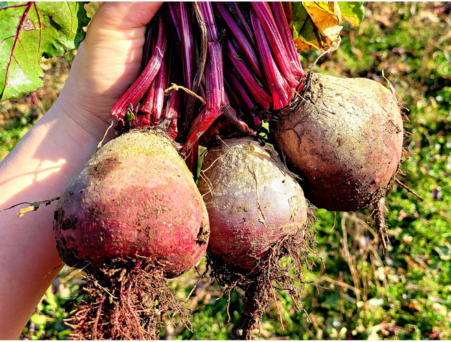 국내산 제주도 고당도 비트 레드비트 최상품 2kg 3kg 5kg 10kg, 1개