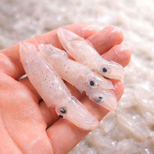 당일조업 국내산 횟감 호래기 500g 꼴뚜기 호루래기 생물