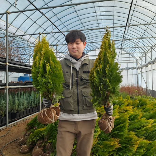 측백나무묘목 4년생 특묘(70cm이상) 황금측백 2개, 황금측백나무