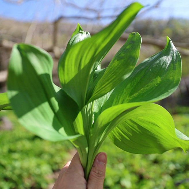 제철 울릉도 생 명이나물 300g, 단품, 단품