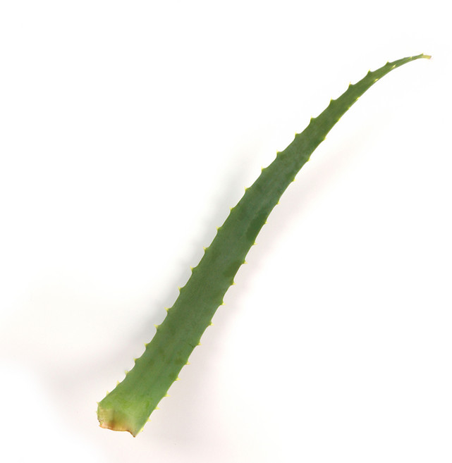 권도영알로에 유기농 생알로에 아보레센스 식용, 1개