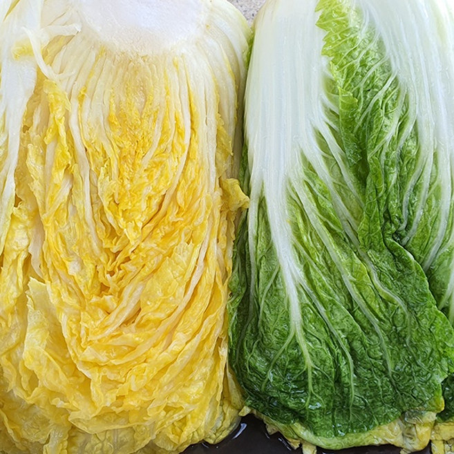 [이조원] 해남 땅끝 절임배추 국내산100% HACCP인증, 20kg, 1박스, 2000ml