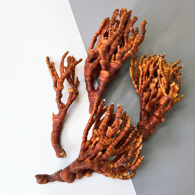 청정금산 국내산 친환경 녹각영지버섯 500g 1kg, 상품 500g, 1개