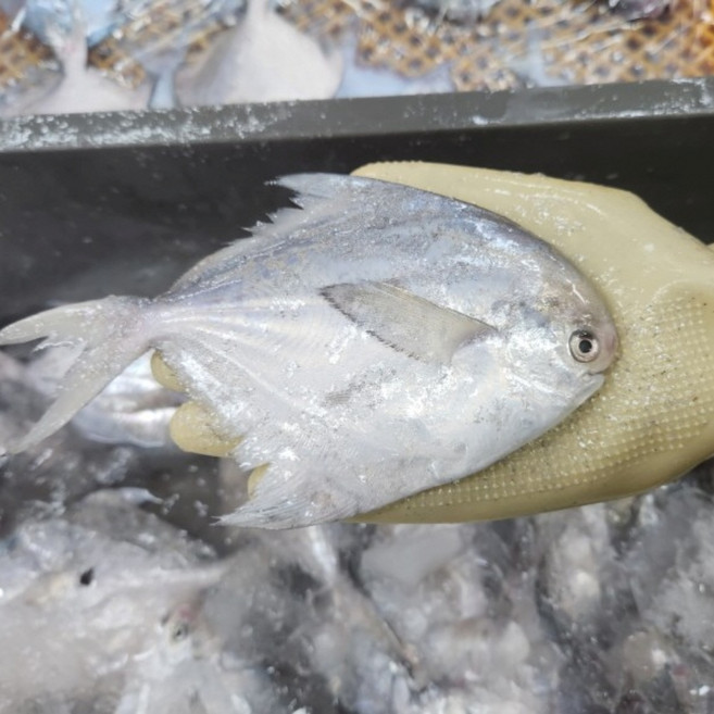 생물 횟감용 병어 병어회 조림 구이 1kg 5-9미, 1개, 1kg 내외(5-9미)