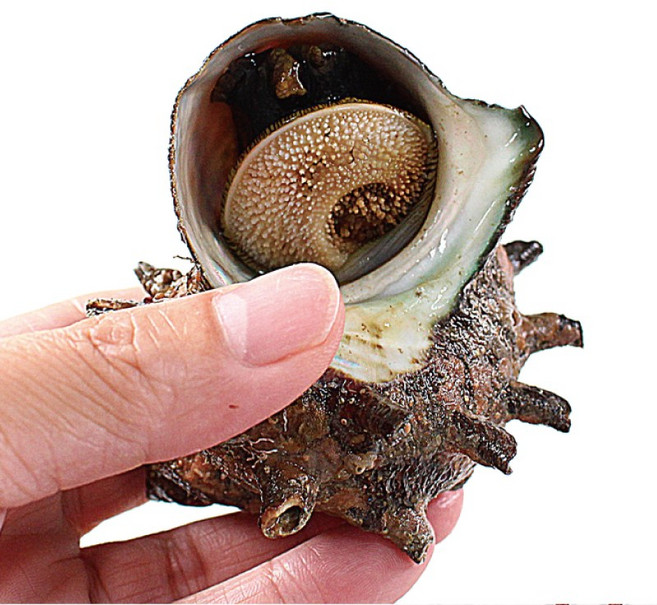 통수산 통영 자연산 뿔소라 해녀채취 생물 산지직송, 뿔소라1kg(5-10미), 1