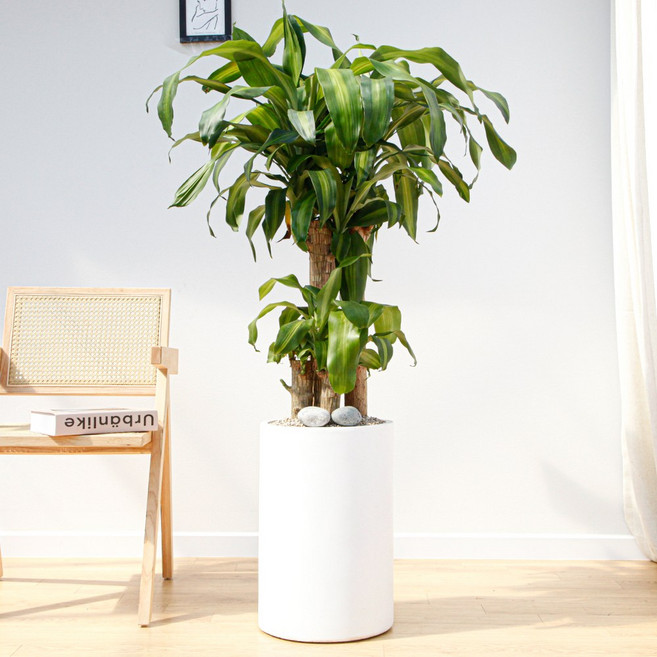 드셀플라워 금전수 특대형 집들이 선물 승진 사무실 이전 병원 개원 개업식 축하 화분 배달 당일배송 시멘트, 1개, 30.특대형_행운목 흰색원형 시멘트