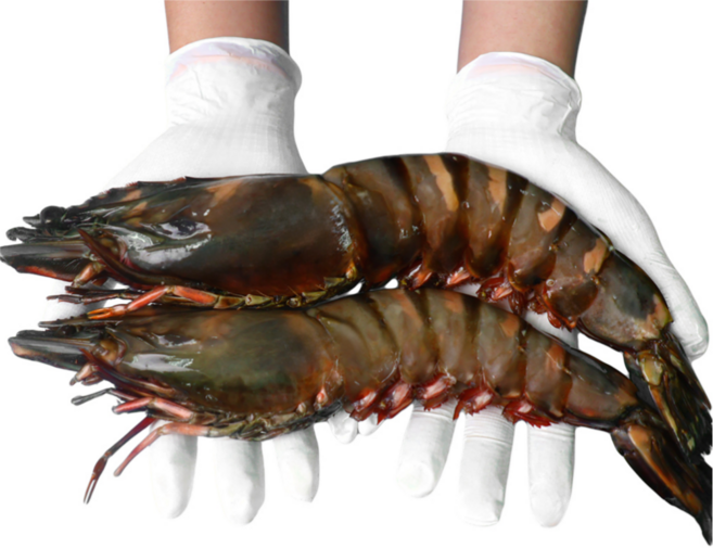 킹타이거새우 1kg 블랙타이거 3미 8미 블랙킹 자연산 대왕 새우장, 킹타이거 1kg (23cm 내외 7-8미)