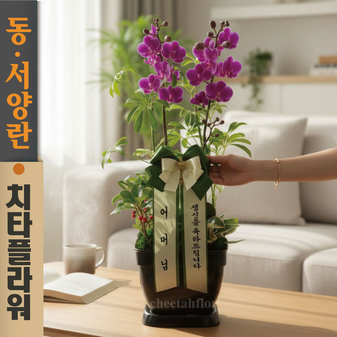 치타플라워 만천홍 서양란 승진 축하 생일 개업 이사 화분 [CT04A-01] 미니 호접란 전국 배송 꽃배달, 1개