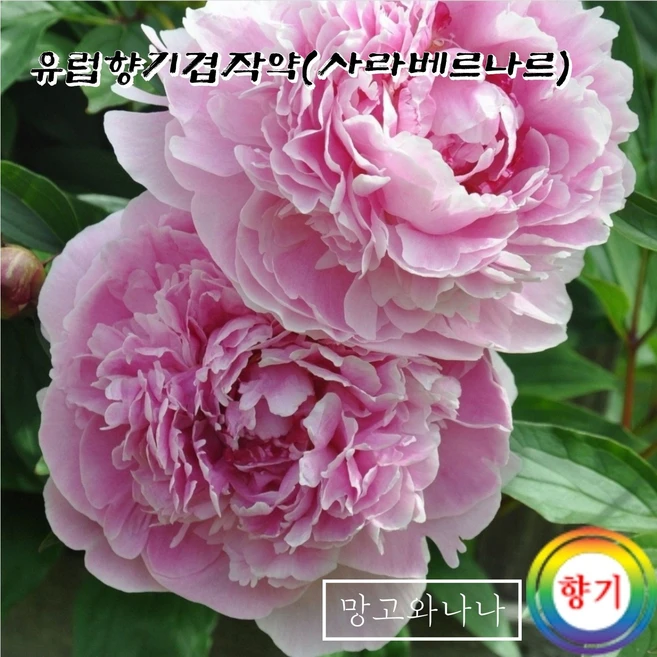 유럽향기겹작약(사라베르나르), 1개 - 쿠팡