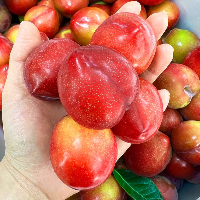 새콤달콤 당도보장 맛있는 자두 왕자두, 1개, 1kg (대과)