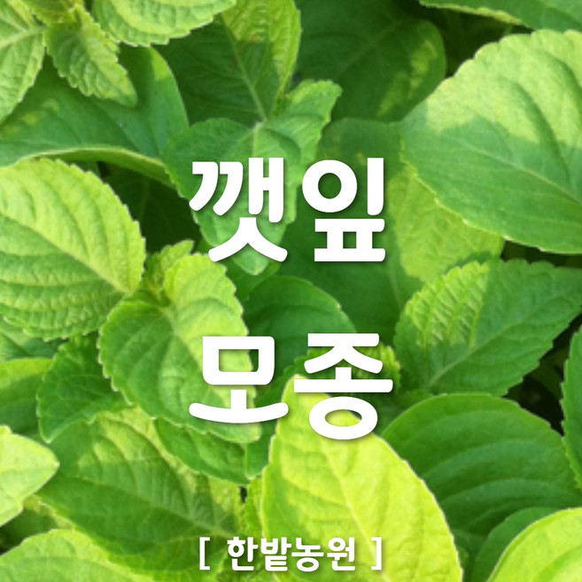 채소 모종 ~ 각종 묘종. 베란다 텃밭 세트 공기정화식물 허브 씨앗 채소모종 ~, H019 깻잎 모종 3개