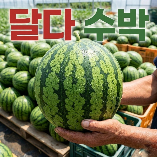 당도선별 11Brix 산지직송 수박, 1개, 2kg내외