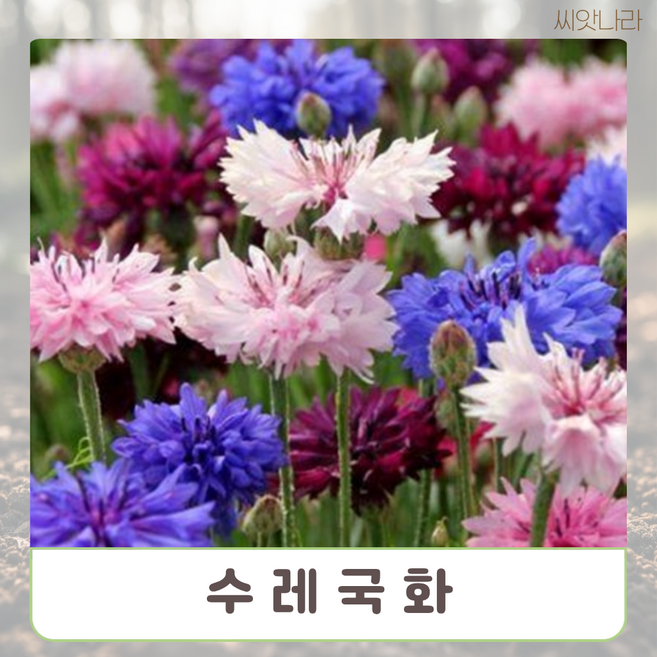 수레국화 혼합색 왜성종 15립 꽃씨 나라 씨앗 희귀 야생화 pur+112ma