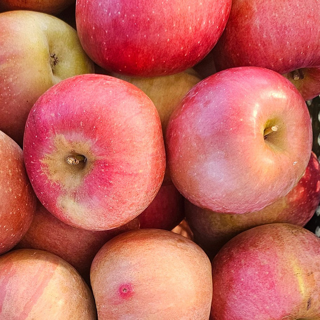 재구매율1위 상큼달콤 맛있는 꿀사과, 1개, 1kg (가정용)