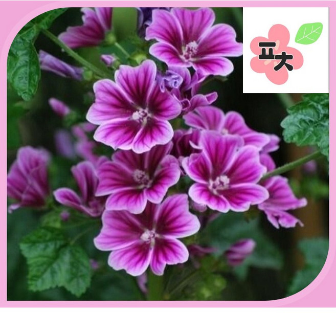 당아욱 씨앗(10립) -종자씨앗 꽃씨앗 채소씨앗 구근식물 야생화 약초 포천매화동농장 씨앗모음, 1개