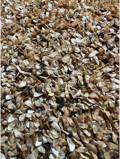 강원도 국내산 더덕씨앗 백도라지씨앗/종자 50g/100g, 더덕씨앗 50g, 1개