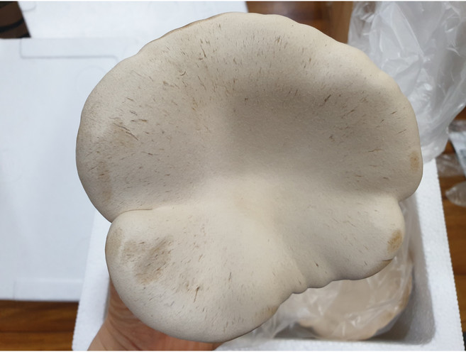 산지직송 설원버섯 황제버섯 비품 못난이 실속형 무농약, 1박스, 1kg