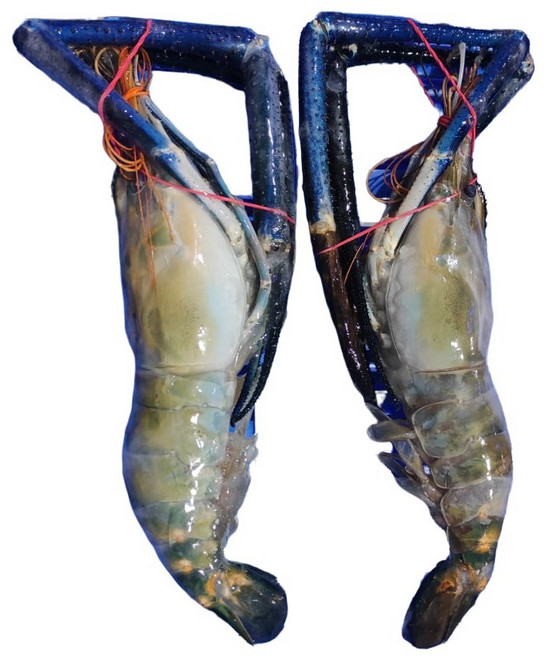 FROZEN GIANT SHRIMP 냉동 큰징거미새우(통새우) 인도 3-4마리 {1KG (NET WEIGHT 800g)}/1PACK 냉동제품 반품불가, 800g, 1개