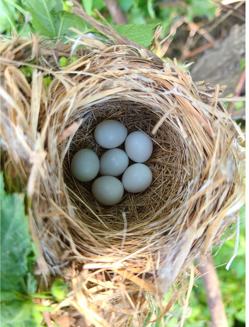 백봉오골계 유정란 난각번호 1번 방사유정란 백봉오골계란 자연방사 정란, 60구, 1개