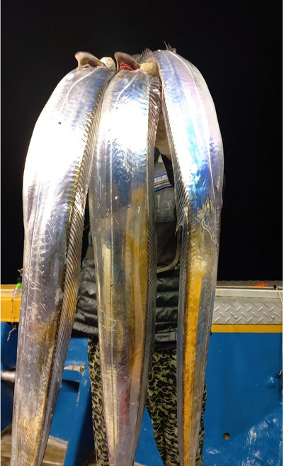 [W] 제주 모슬포 채낚기 은갈치 산지항공직송, 1개, 특대 400-460g/4토막