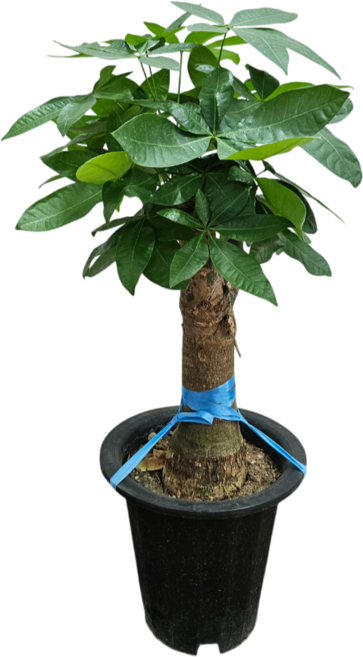 식물상사 파키라 실내화초 중형 80CM, 파키라+상토, 1개