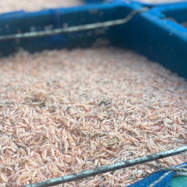 국내산 김장용 생새우 동백하 김장새우 급냉 500g