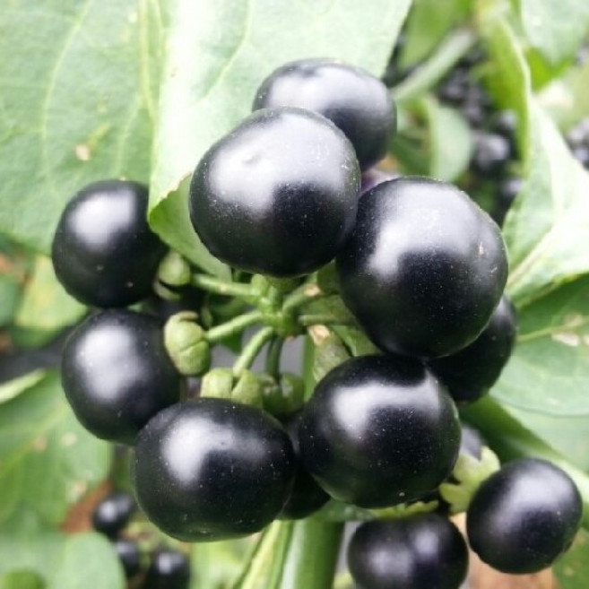 (원진종묘) 왕까마중씨앗 1000립, 1000개