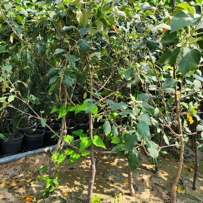 목하원예조경 부사 사과나무 R3-4점 결실주 분달이 묘목 유실수 조경 정원수 노지월동