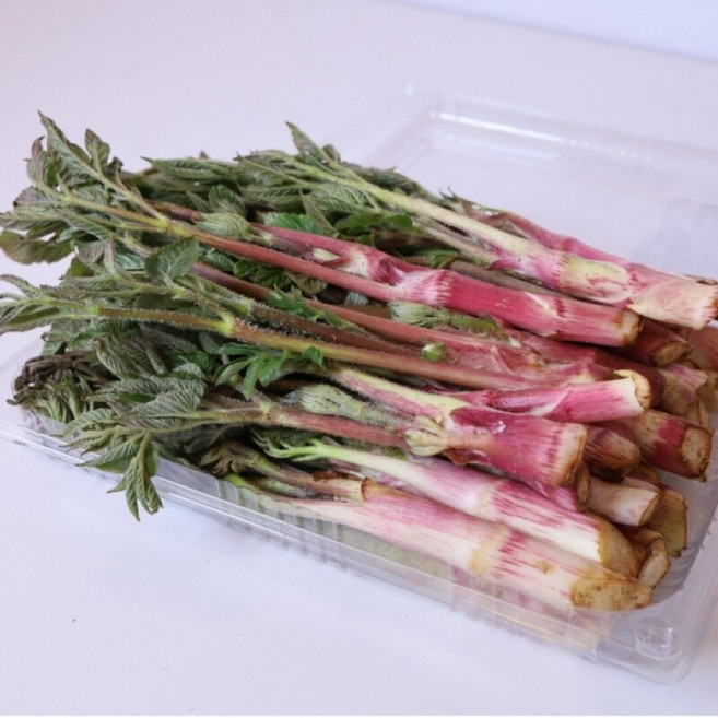 특품 강원도 땅두릅 무농약 독활, 1박스, 1kg