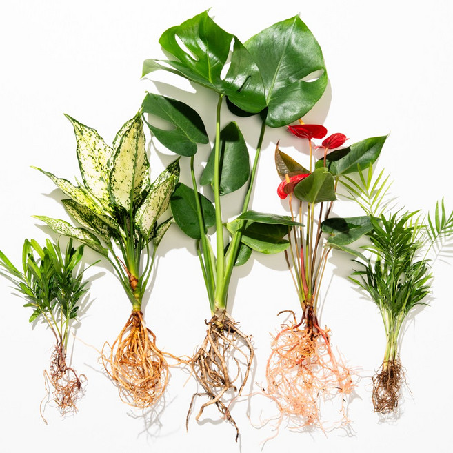 메이크정글 공기정화 수경재배 흙 세척 식물 5종 세트, 몬스테라중품+나한송+안스리움+테이블야자+스노우사파이, 몬스테라중품+나한송+안스리움+테이블야자+스노우사파이