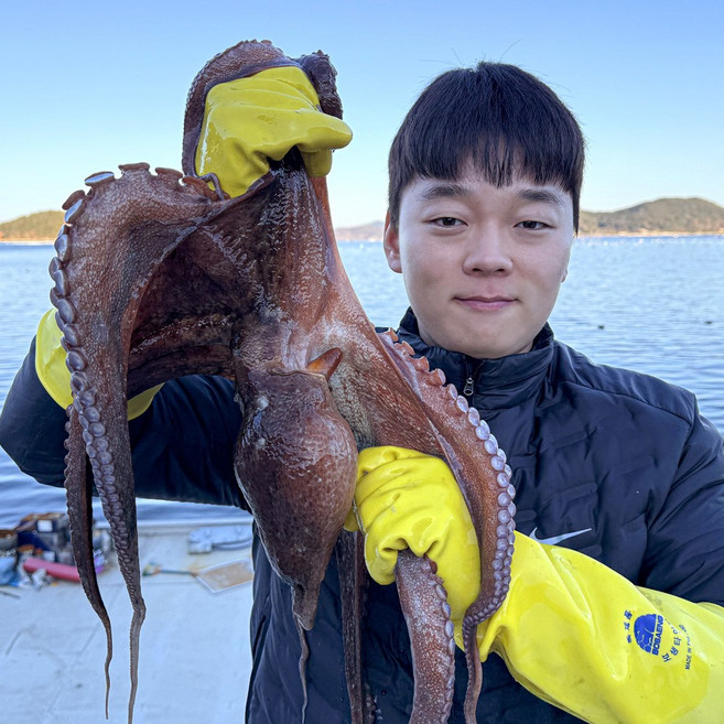 통수산 통영 산지직송 돌문어 자연산 남해안 활문어, 1개, 활돌문어2kg(1-6미내외)