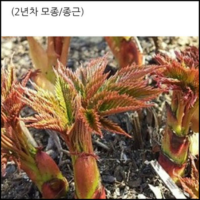 [장수명가] 눈개승마(삼나물) 모종, 100개